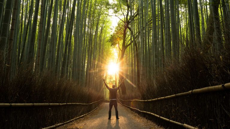 A man stands, arms raised, on a path through a bamboo forest at sunrise