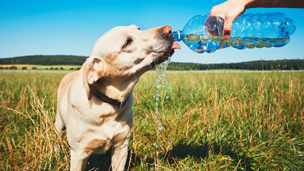 summer_thirsty_dog