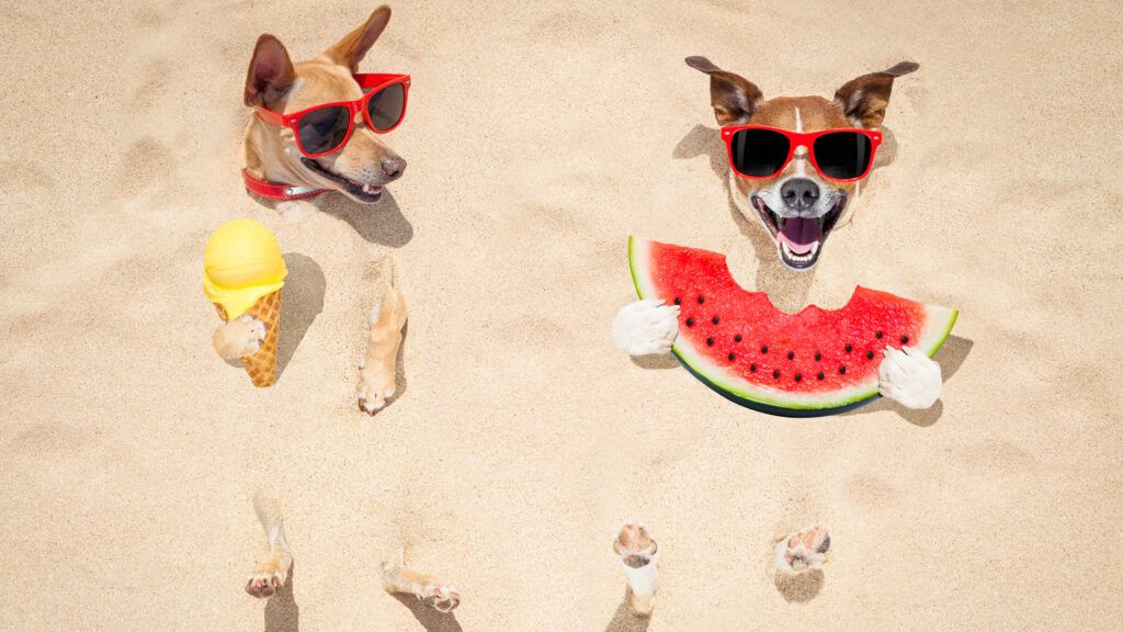 Couple of dogs wearing sunglasses at the beach eating ice cream and watermelon