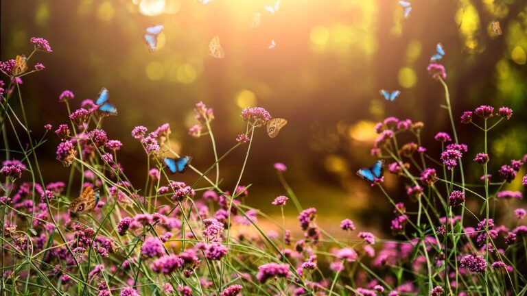Blue butterflies flutter in a sun-drenched field of purple wildflowers