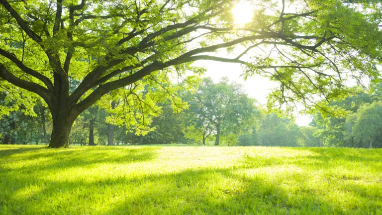 A vividly green field with trees as sunlight shines through the branches.