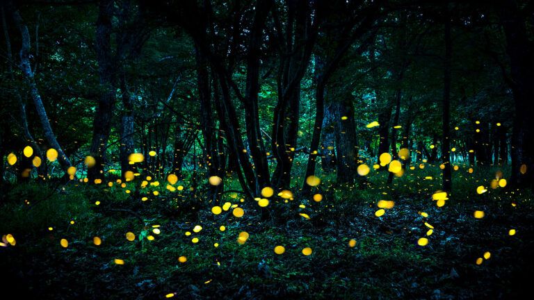 Fireflies illuminate the woods at night