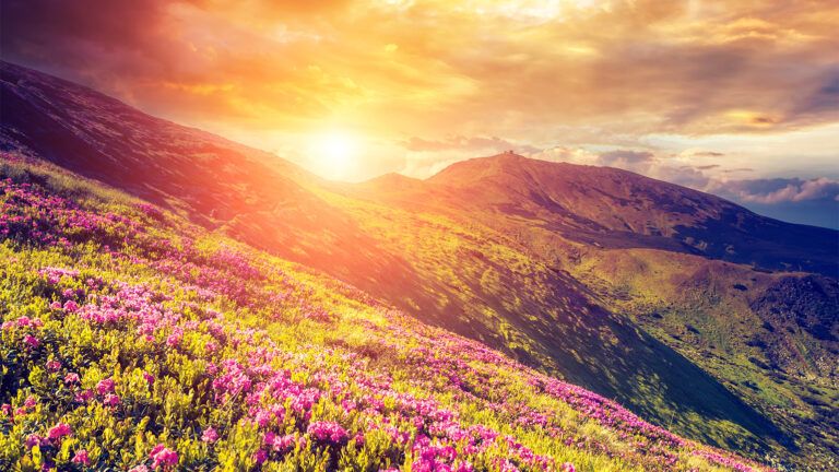 The sun rises over a mountain meadow covered in wild flowers