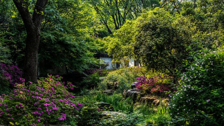 A lush and verdant garden
