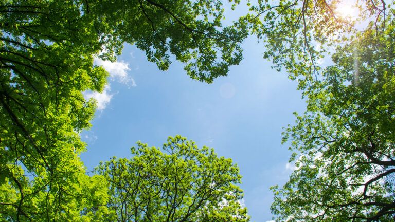 Looking upward at blue sky through green-leafed trees