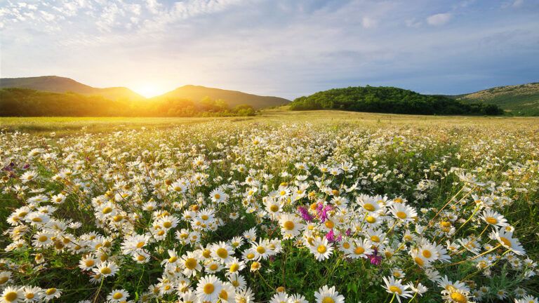 A sun-drenched meadow filled with daisies