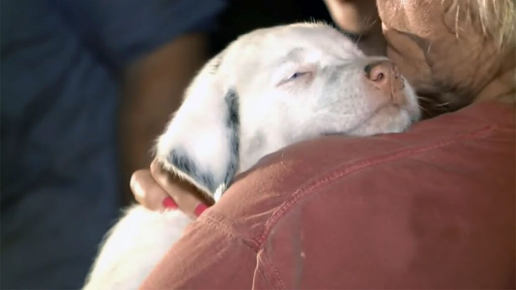 The Miraculous Rescue of a Deaf Puppy