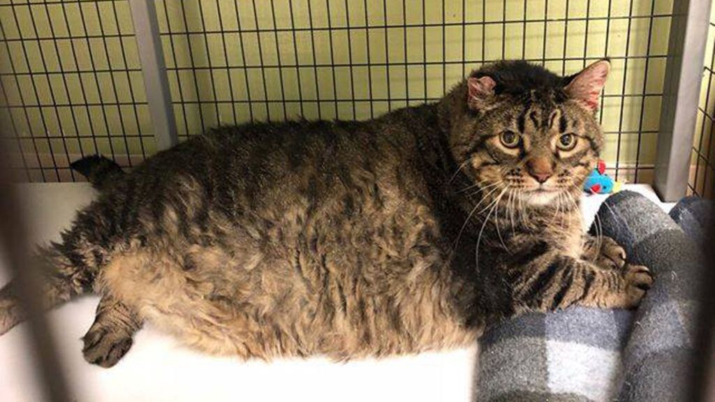 Vet adopts 30 pound cat