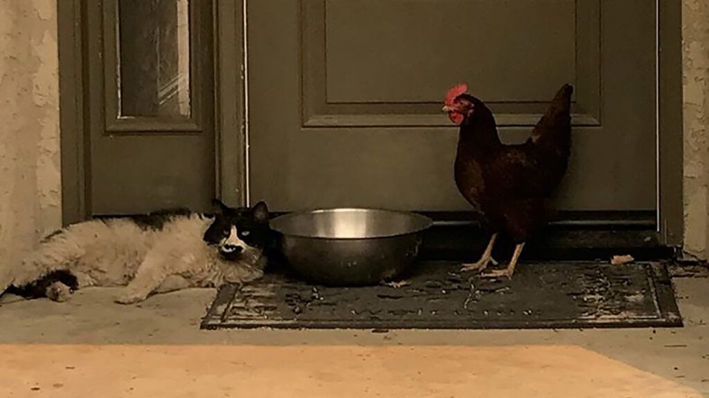 Cat and chicken huddle together during fire