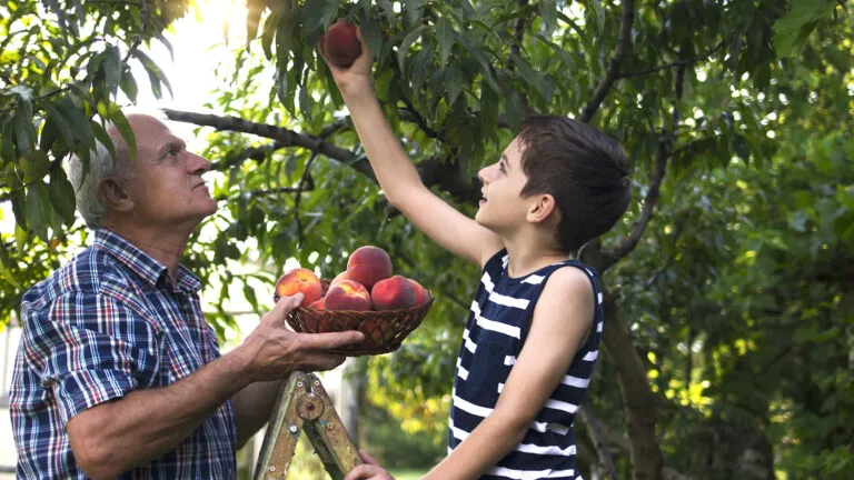 Picking peaches