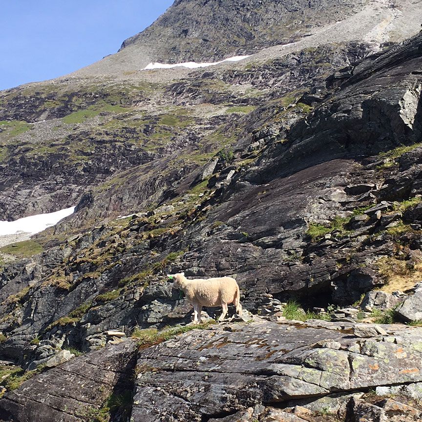 The parable of the “lost sheep” on the hills about Geirangerfjord, Norway
