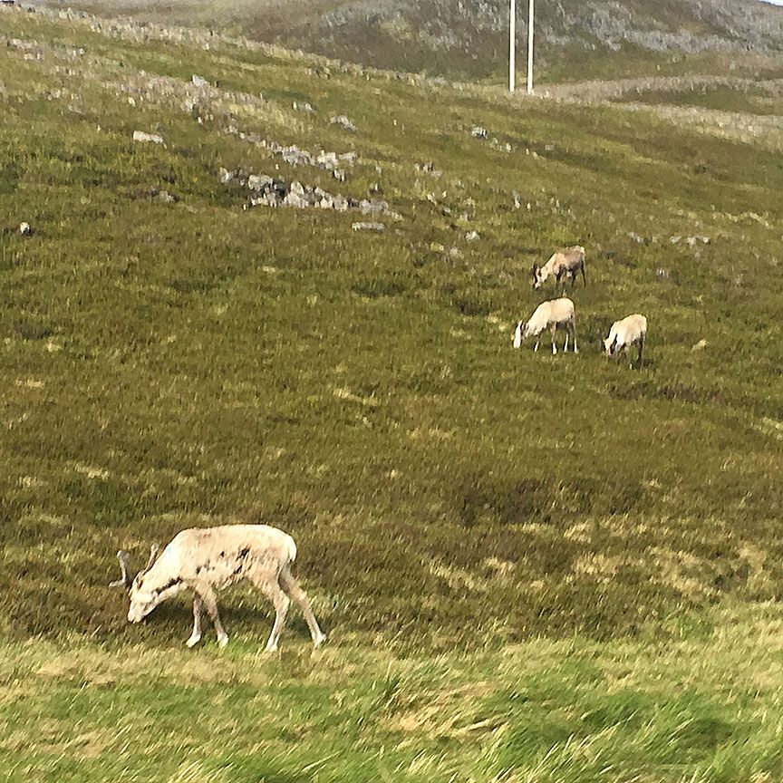 Reindeer on a hill in Skarsvåg, Norway Santa comes through later in the year.