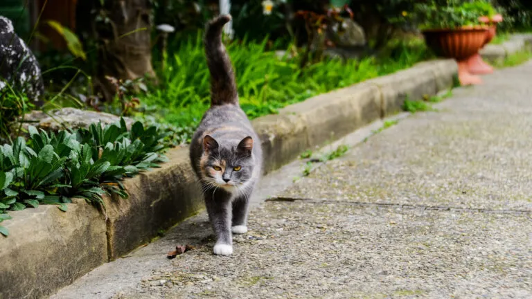 Street cat