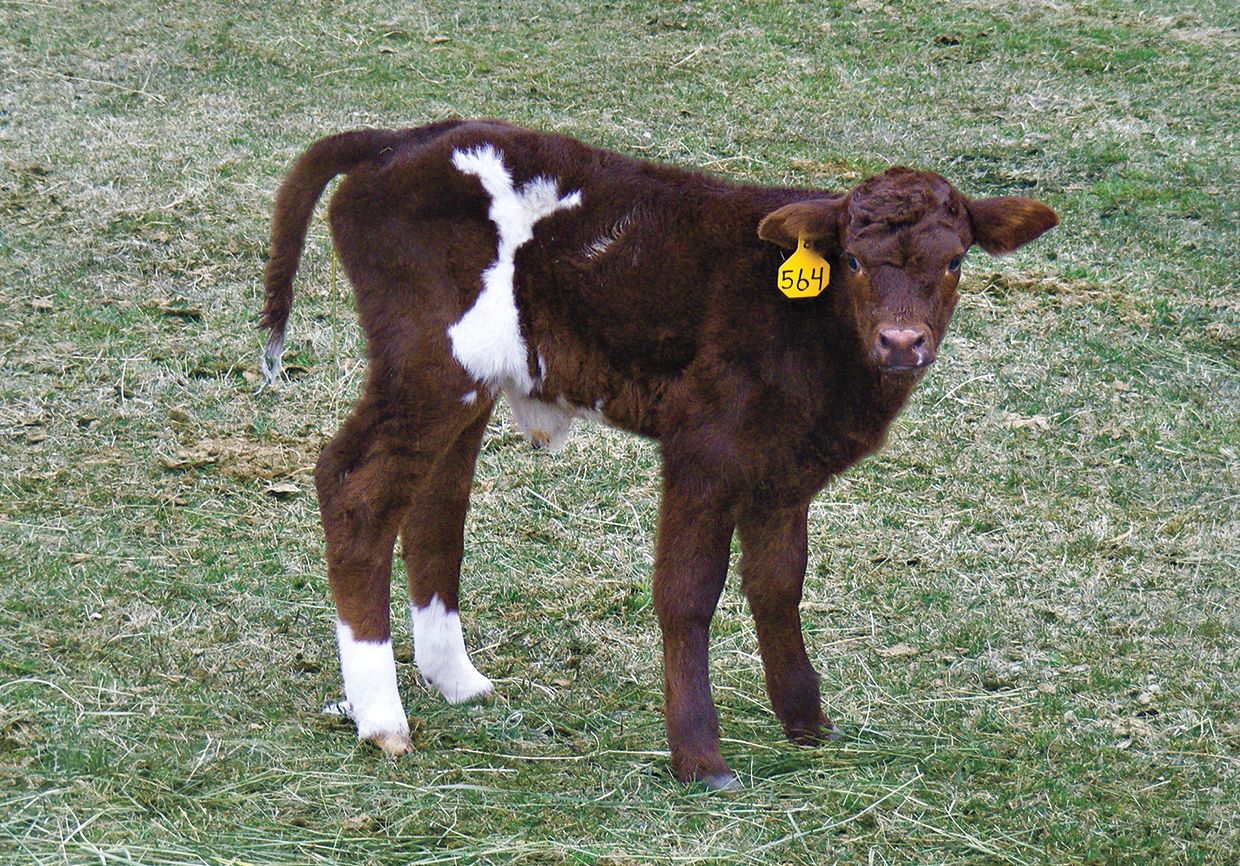 Susan Topham's calf, Angel