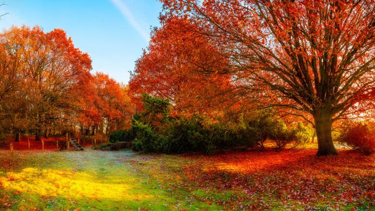 Brightly hued trees surround an autumn meadow