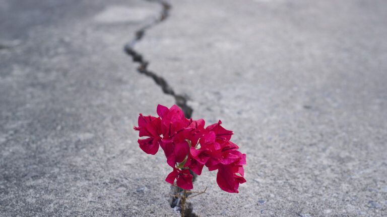 Flowers grow through cracked pavement; Getty Images