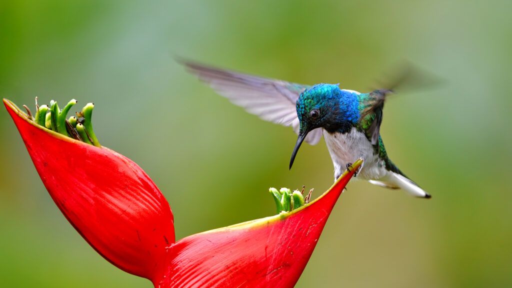 Close-up of a white-necked jacobin drinking nectar from a flower. This species is also known as great jacobin or collared hummingbird.
