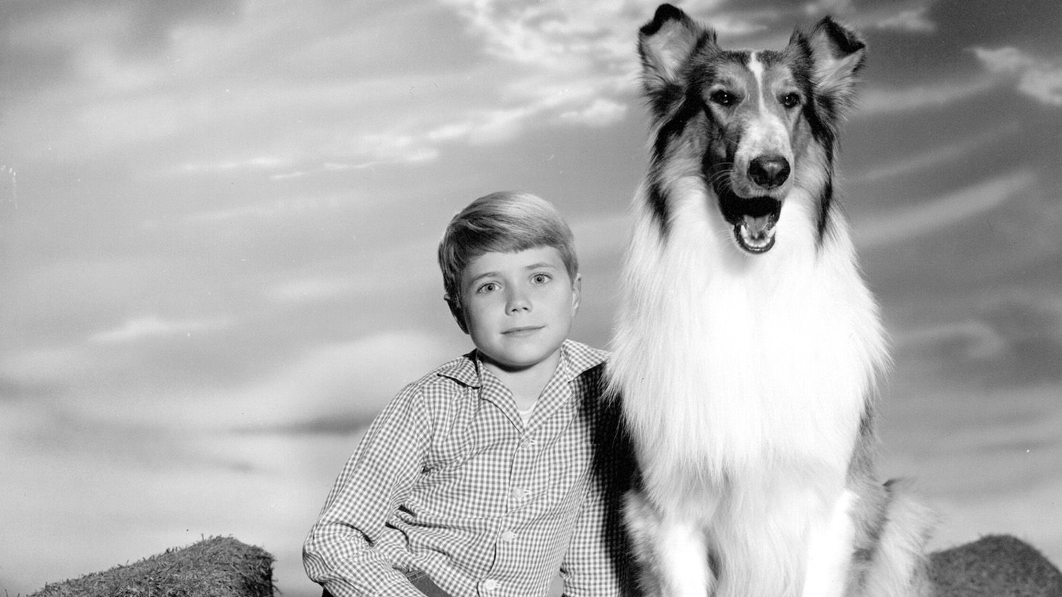Lassie. The famous dog, Lassie, who appeared in many