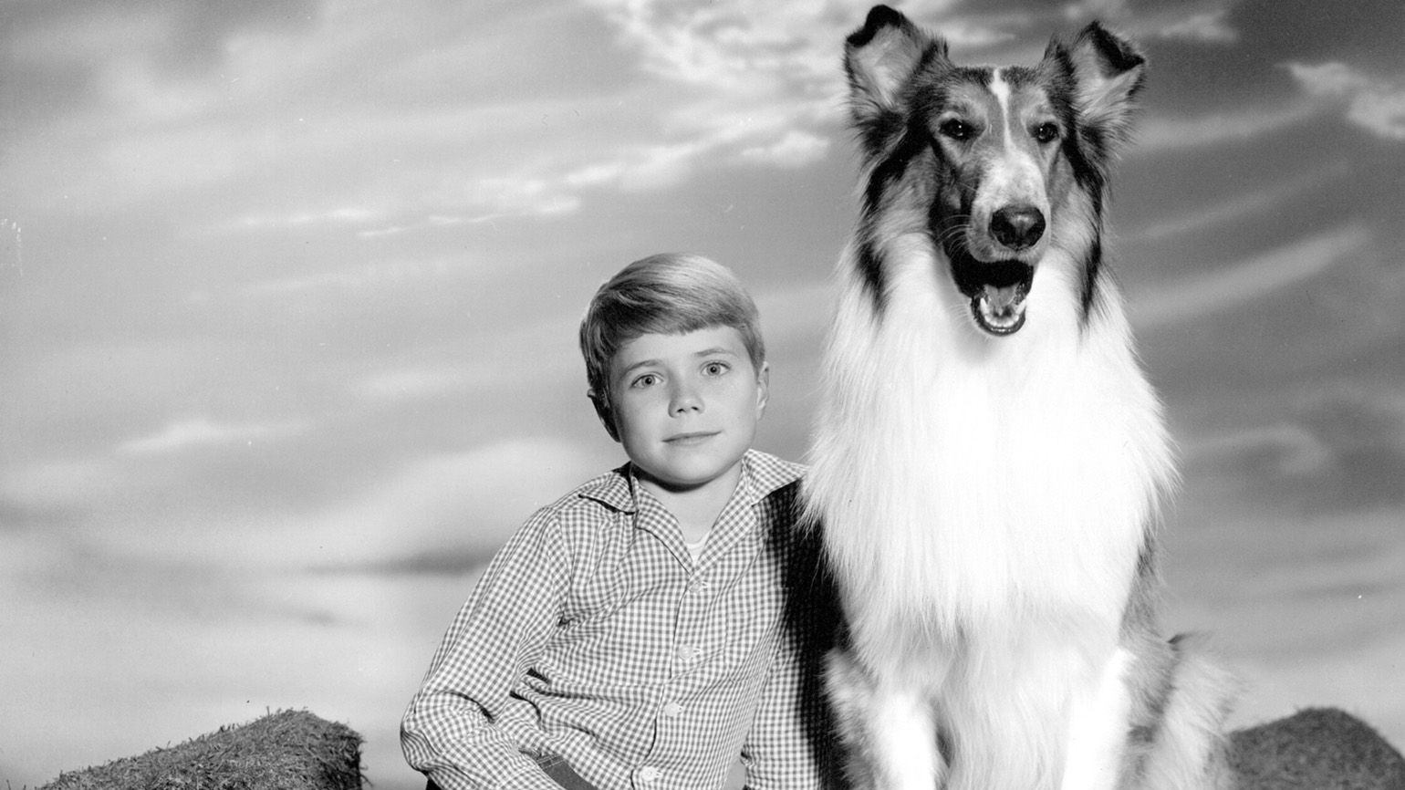 Dog Who Played Lassie