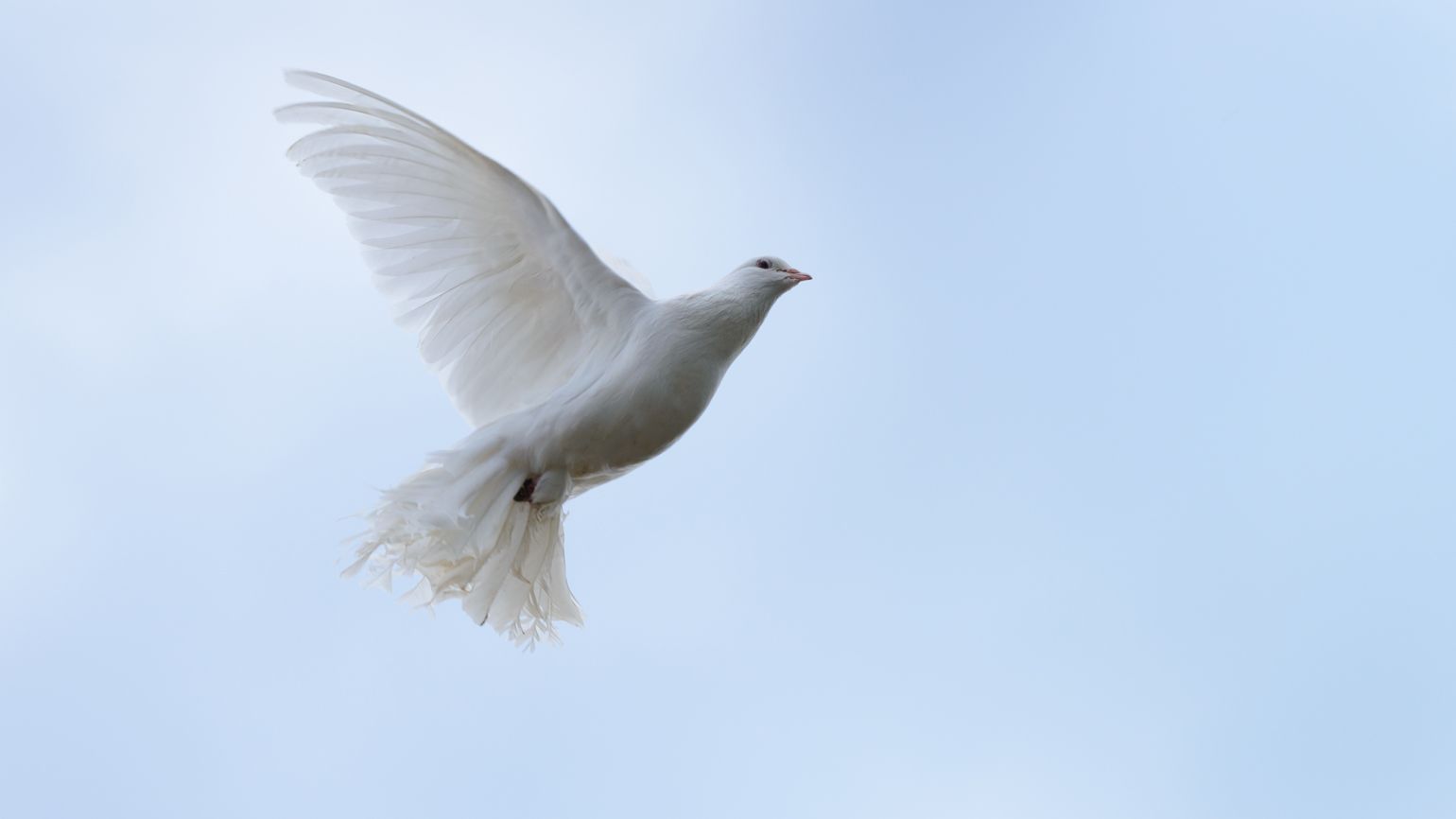 A photo of a dove in mid flight.