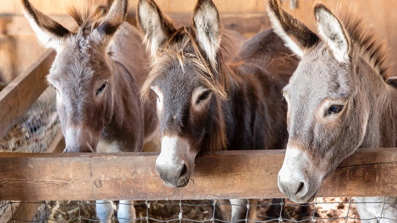 Ronnie now spends time with two other donkeys, Merlin and Morrison, at the farm, though Robin says Ronnie is the “head honcho.”