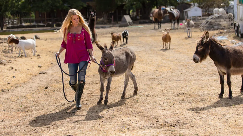 Not long after opening the Enchanted Farm Sanctuary in Newberg, Oregon, Robin was contacted by a couple who was worried about their donkey, Ronnie. He didn’t seem to have the will to live after losing his son in an accident. Robin knew his pain and brought him home.