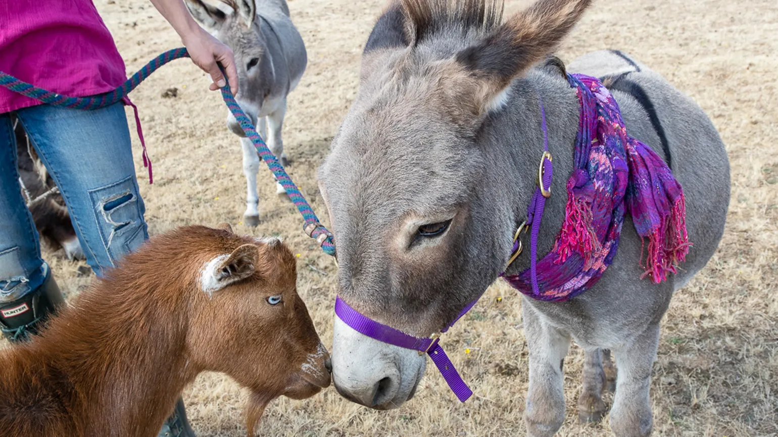 Ronnie checks on the other animals every day. He’s not only social but stylish—he likes to wear scarves.