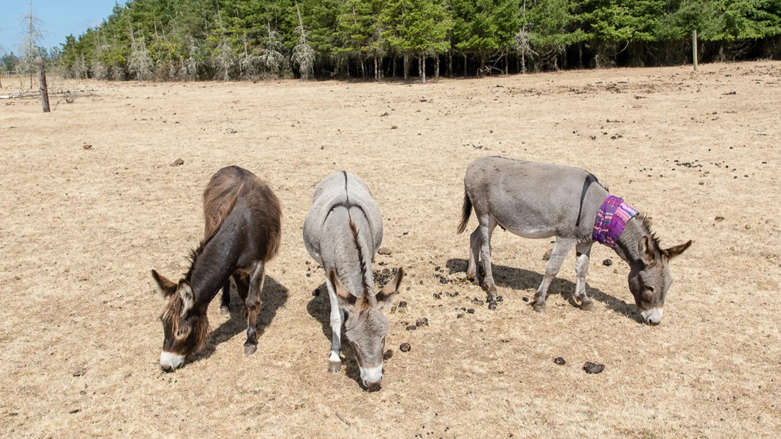 Ronnie is like a father figure to Merlin and Morrison but that all the animals look to him as their leader.