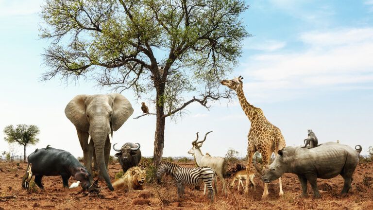A group of assorted African animals