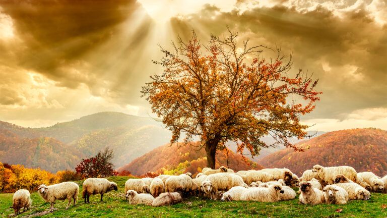 A flock of sheep in an autumnal meadow