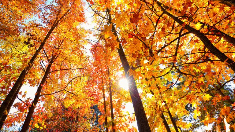 Looking skyward through trees filled with colorful autumnal foliage