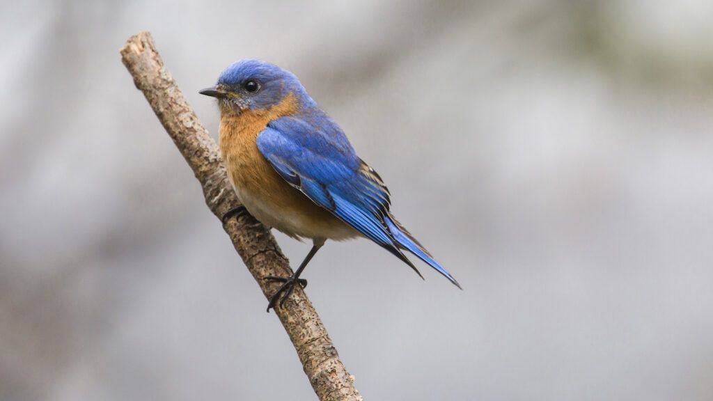 Bluebird of happiness may be real.