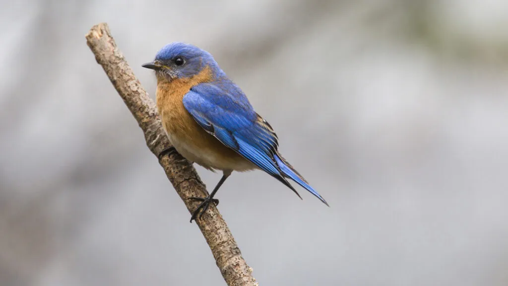 Bluebird of happiness may be real.