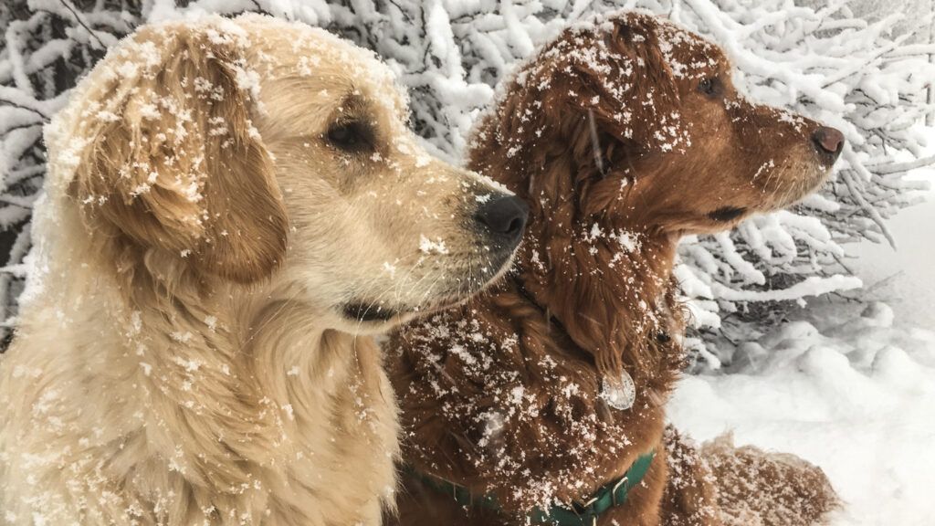 Petey (left) and Ernest enjoy a snowy outing.