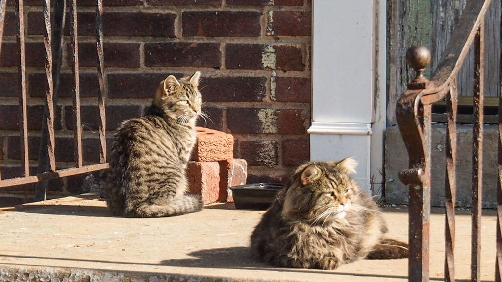 Two stray cats on the lookout.