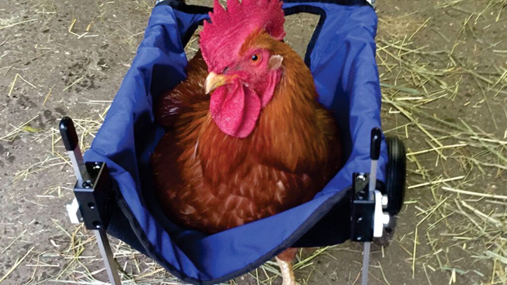 Louise the rooster in a wheelchair.