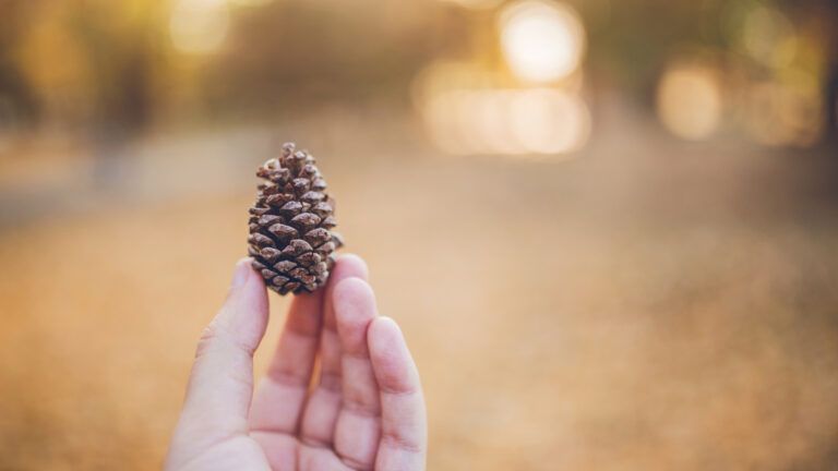 Hand holding pine cone with golden brown and yellow autumn colors in the background.