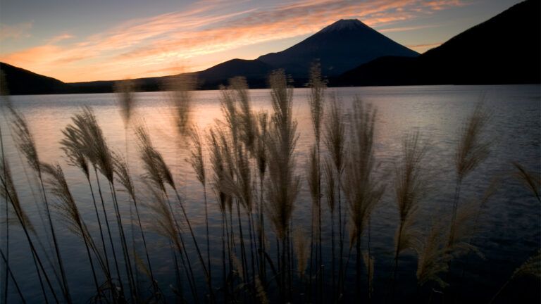 Rushes by a mountain lake at sunrise