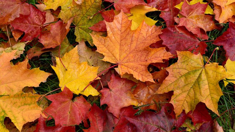 Fallen leaves in autumnal tones