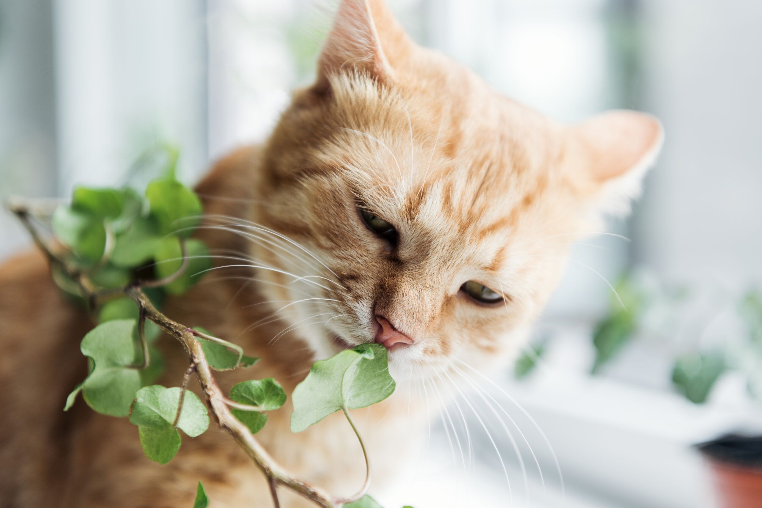 Cat eating plant