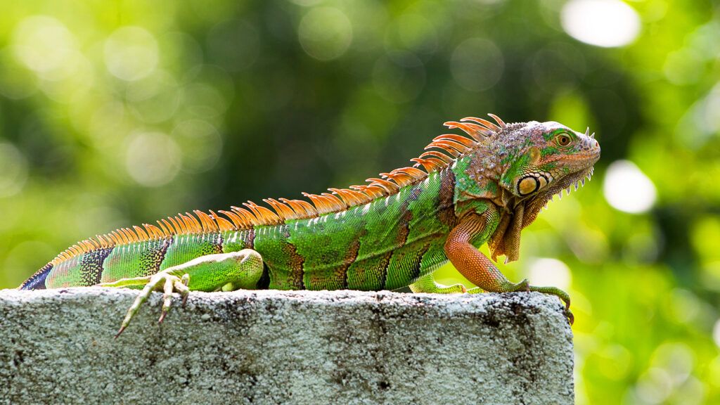 An iguana basking in the sun