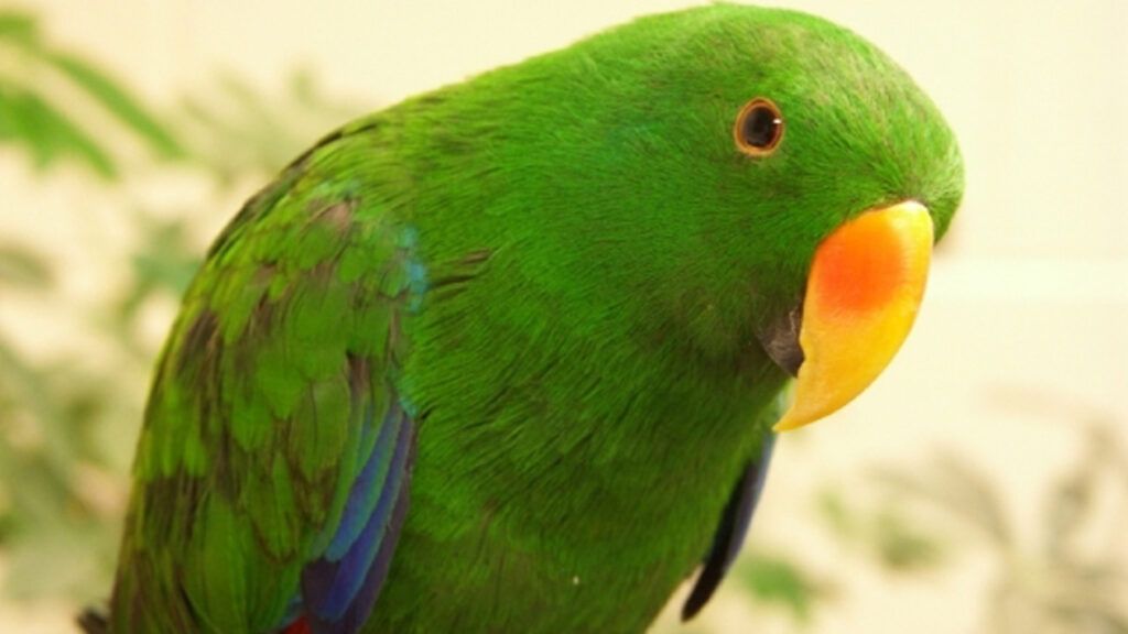 close-up of a vibrant green parrot