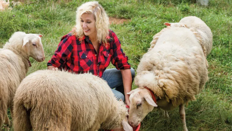 Raven feeds Lindy and two of her lambs.