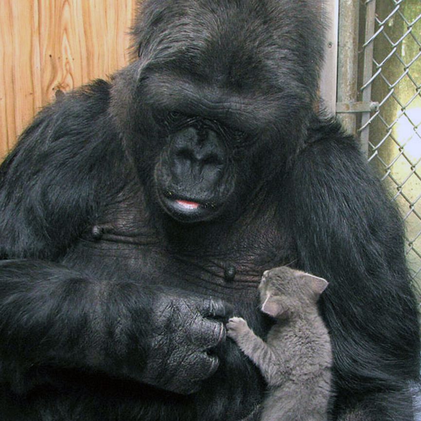 Koko, the Beloved Gorilla Who Learned to Communicate via Sign Language 2018 death notice better living life advice finding life purpose