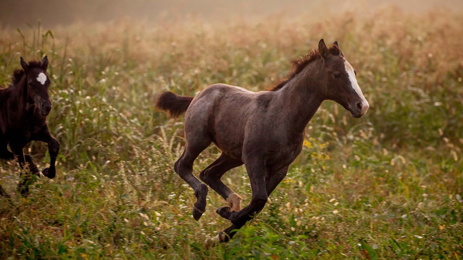 Playful foals chase each other through the pasture.