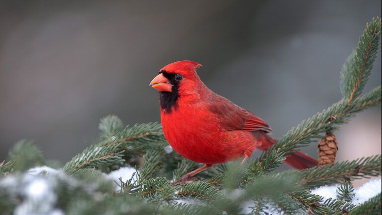 A cardinal on a snowy evergreen branch