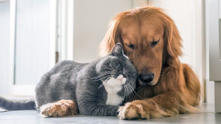 A dog and a cat show affection to each other