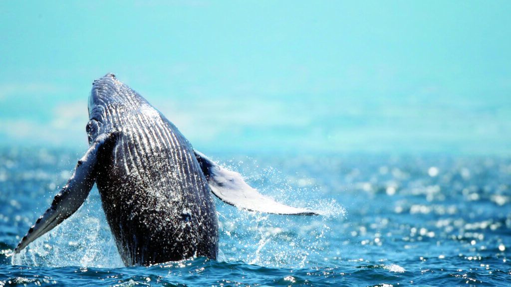 A majestic humpback whale breaching in the blue waters of the ocean.