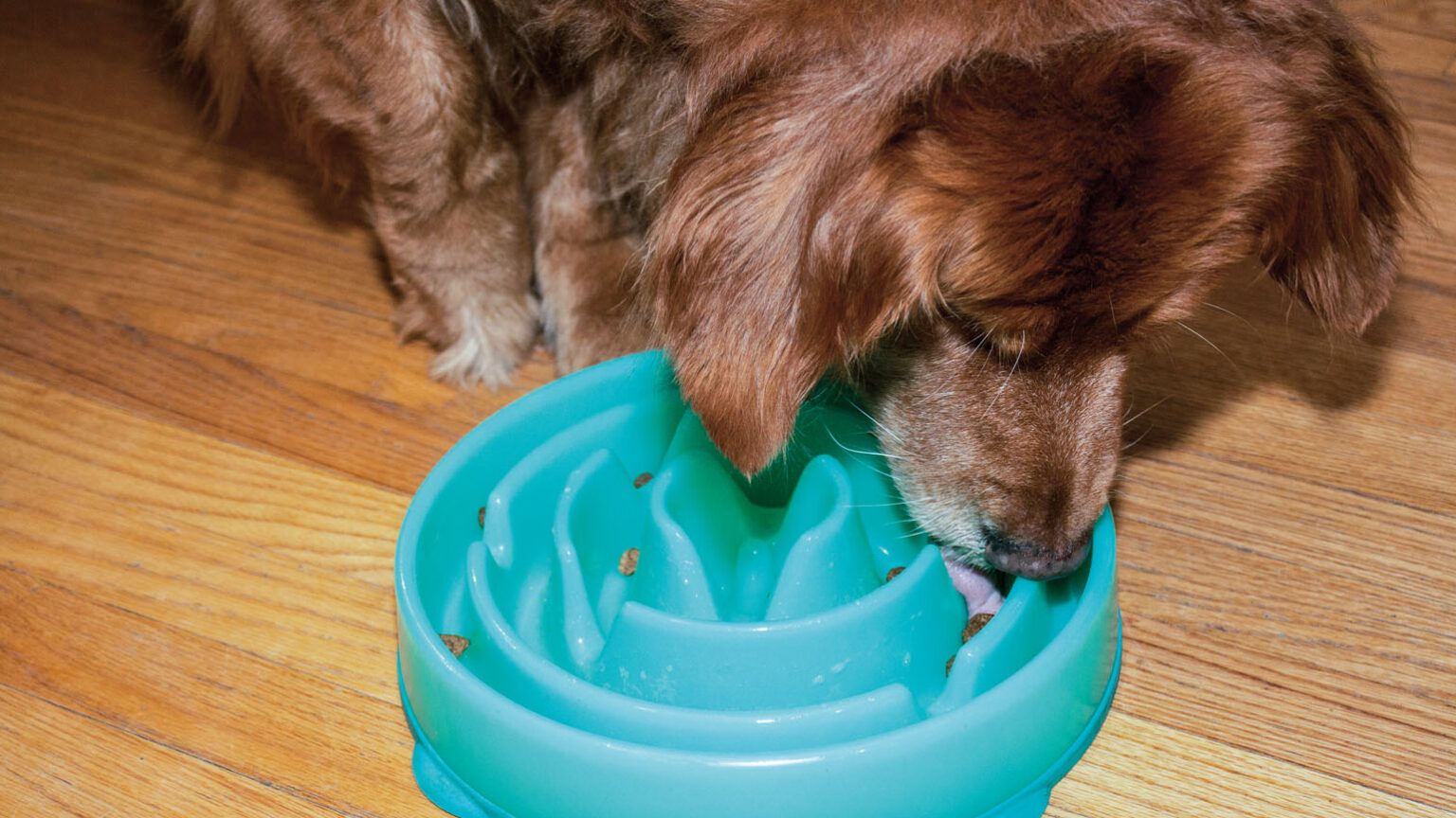 6 Pet Problem Solvers That Work - Guideposts