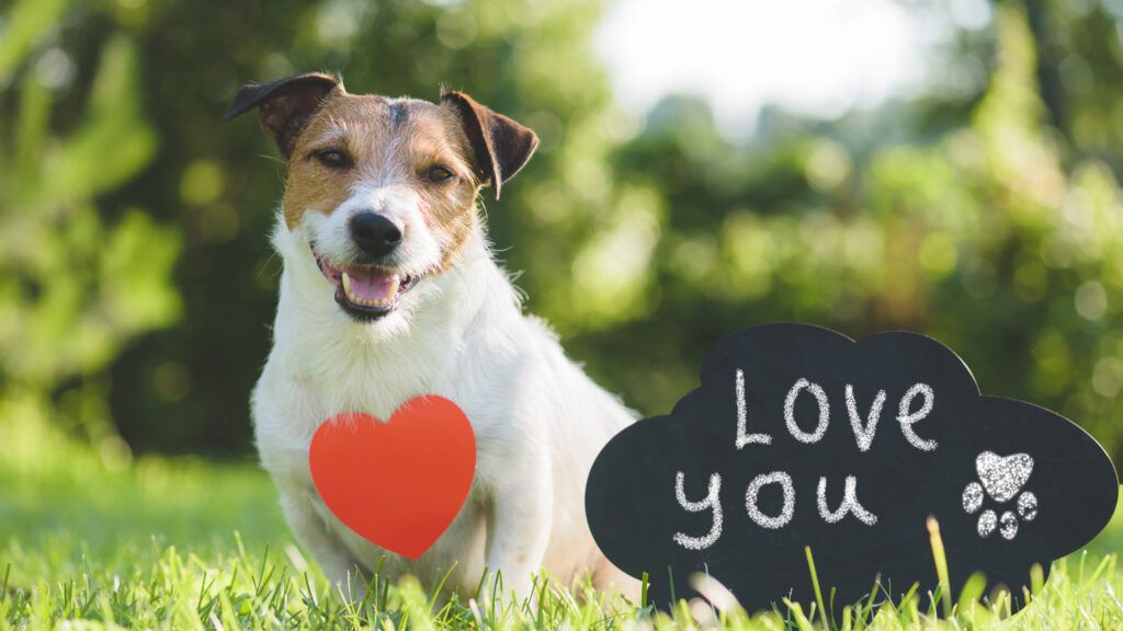 A happy Valentine's Day dog with a heart along with a sign that says 'Love You'.